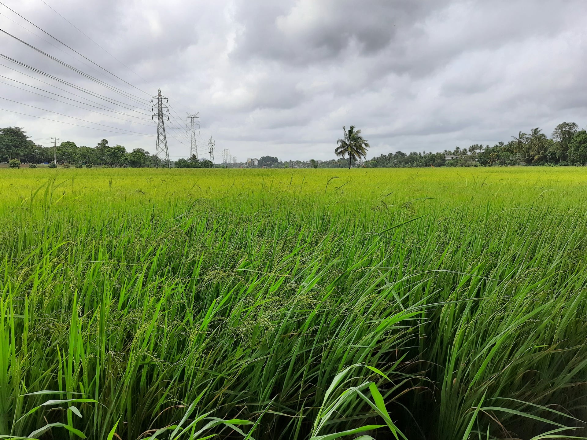 Lush paddy field in Sri Lanka