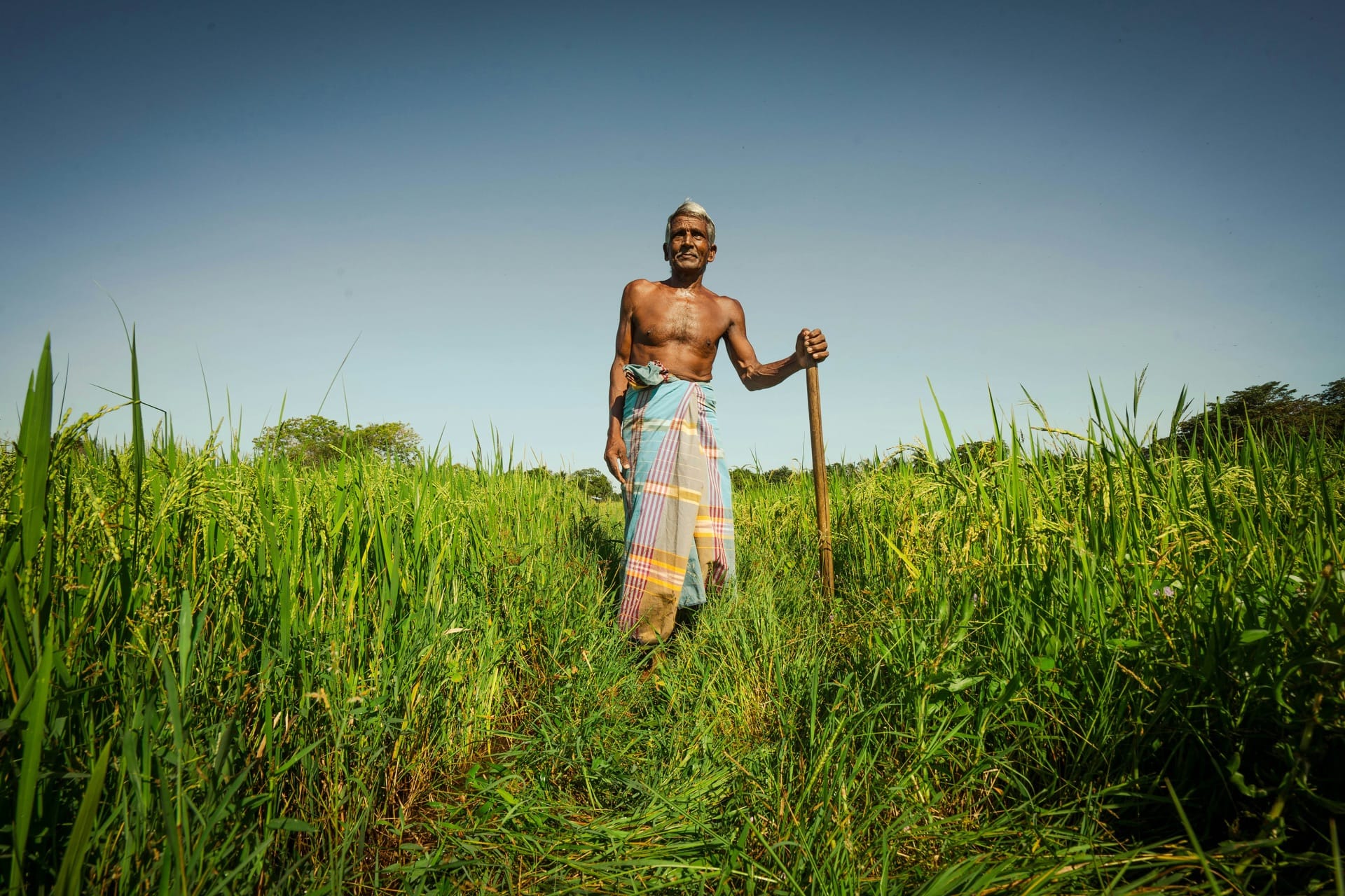 Sri Lankan farmer standing in a rice field